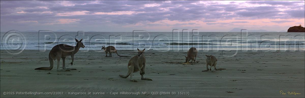Peter Bellingham Photography Kangaroos at sunrise - Cape Hillsborough NP - QLD (PBH4 00 15213)